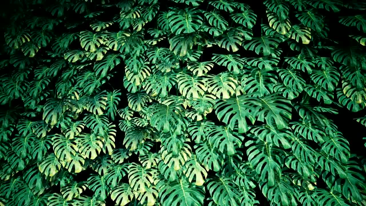 Stock Video Green Plants Texture In The Dark Live Wallpaper For PC