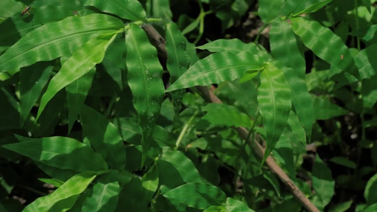 Stock Video Green Plants On A Sunny Day Live Wallpaper For PC