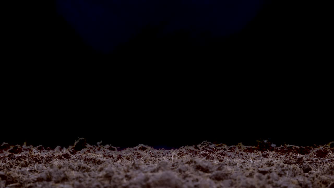 Stock Video Green Plants Growing In The Ground Live Wallpaper For PC