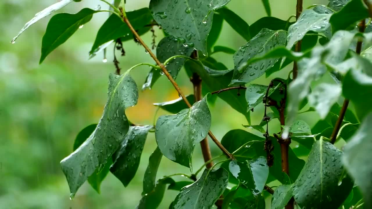 Stock Video Green Plant Under Heavy Rain Live Wallpaper For PC
