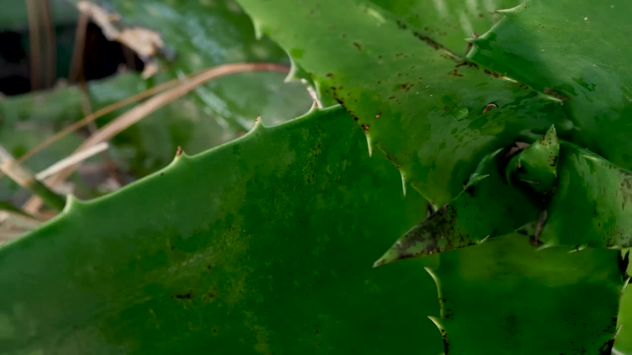 Stock Video Green Plant Live Wallpaper For PC