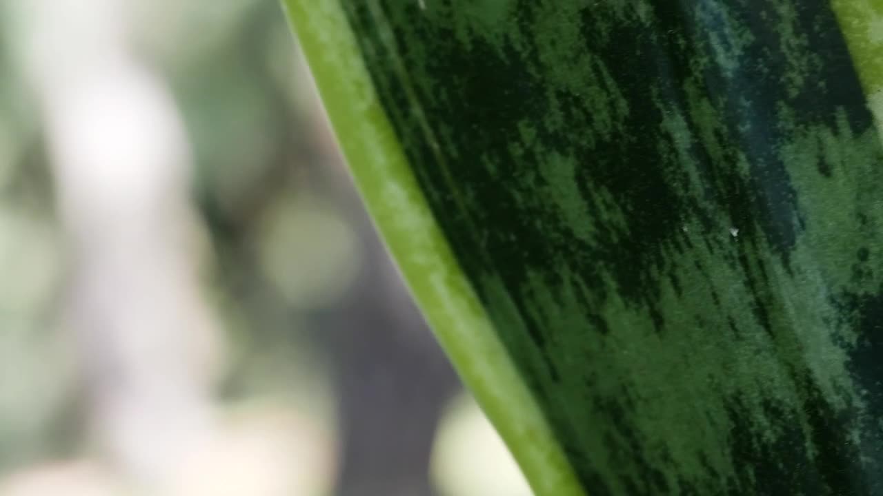 Stock Video Green Plant Closeup Live Wallpaper For PC