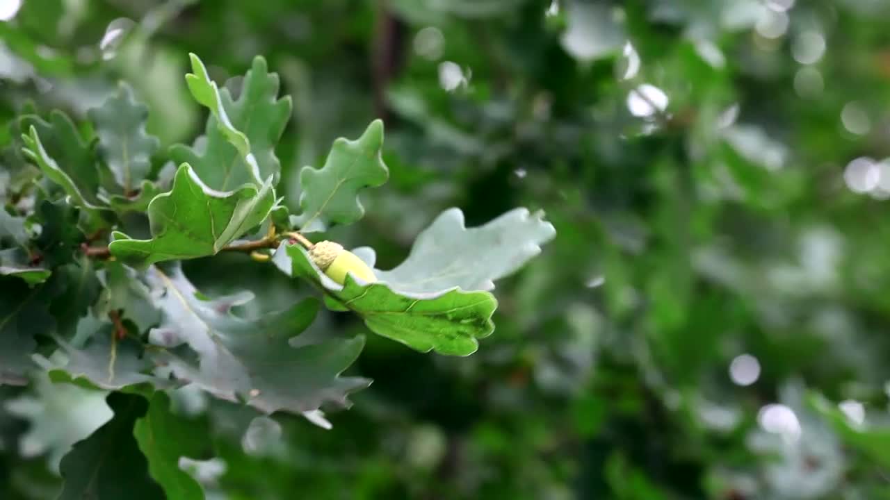 Stock Video Green Oak Tree Branch In The Wind Live Wallpaper For PC
