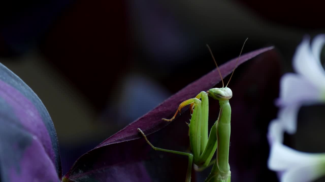 Stock Video Green Mantis Religiosa Live Wallpaper For PC