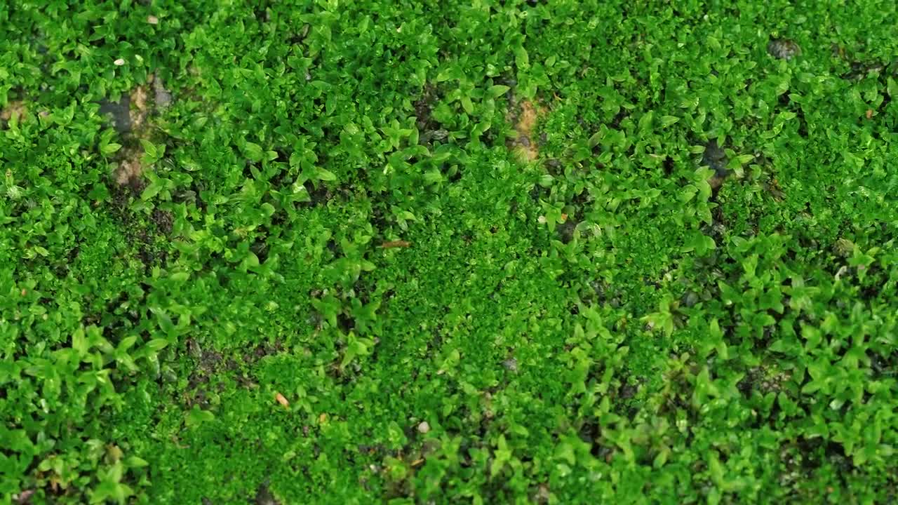 Stock Video Green Little Grass Plants And Leaves Live Wallpaper For PC