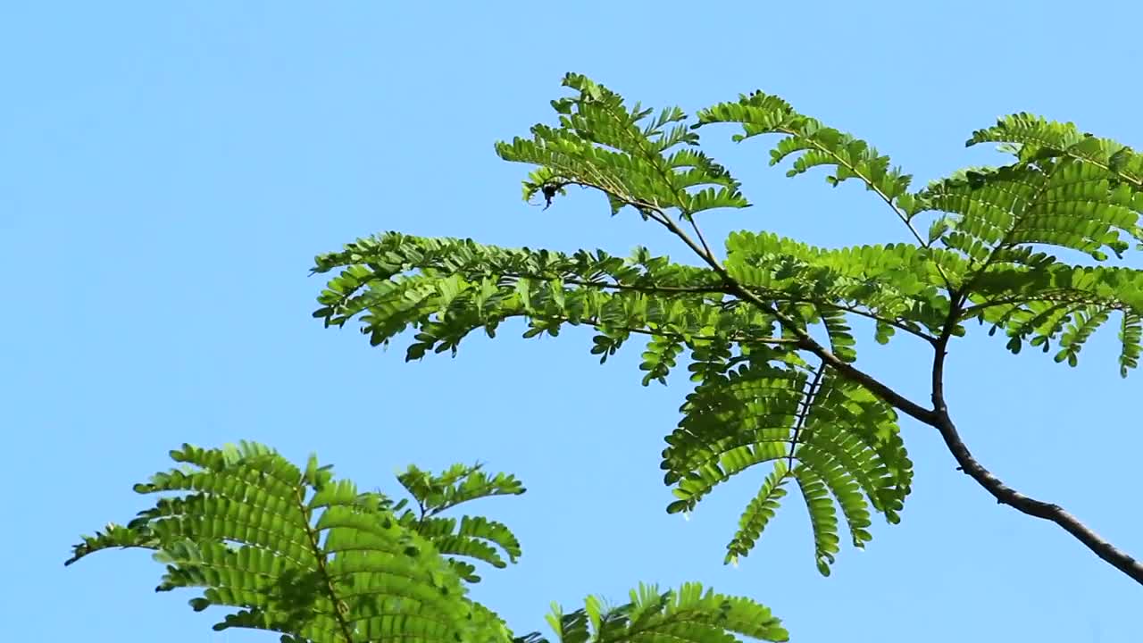 Stock Video Green Leaves On An Island Live Wallpaper For PC