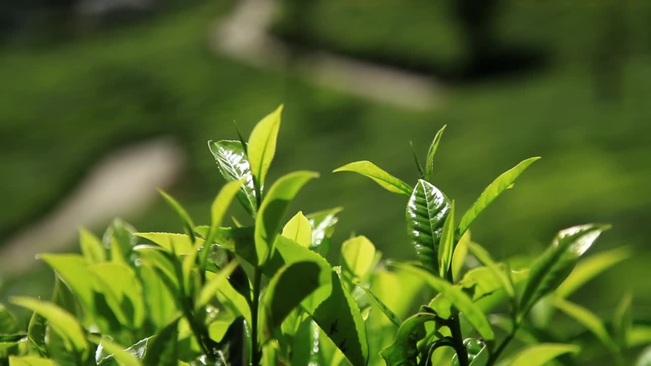Stock Video Green Leaves Of Tree In Summer Close Up Live Wallpaper For PC