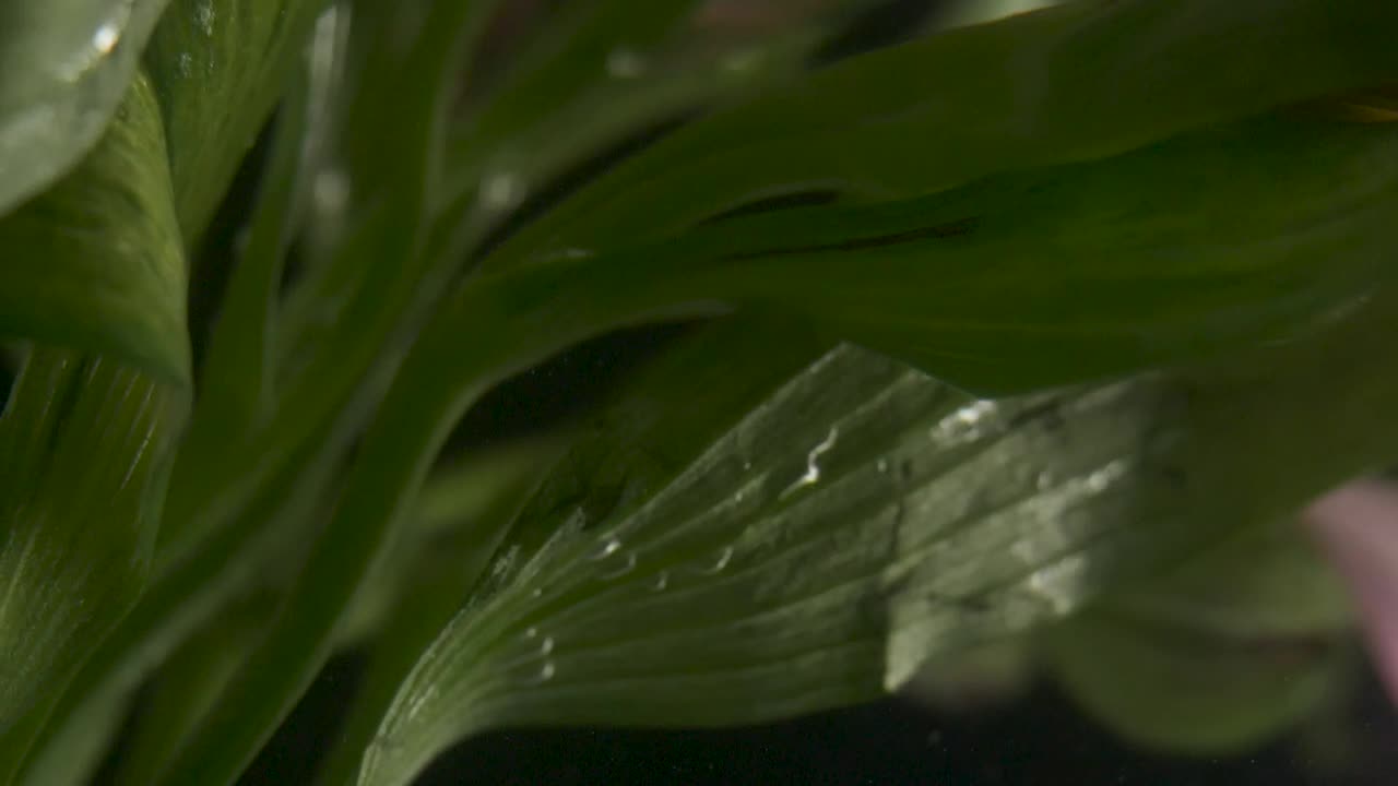 Stock Video Green Leaves Live Wallpaper For PC