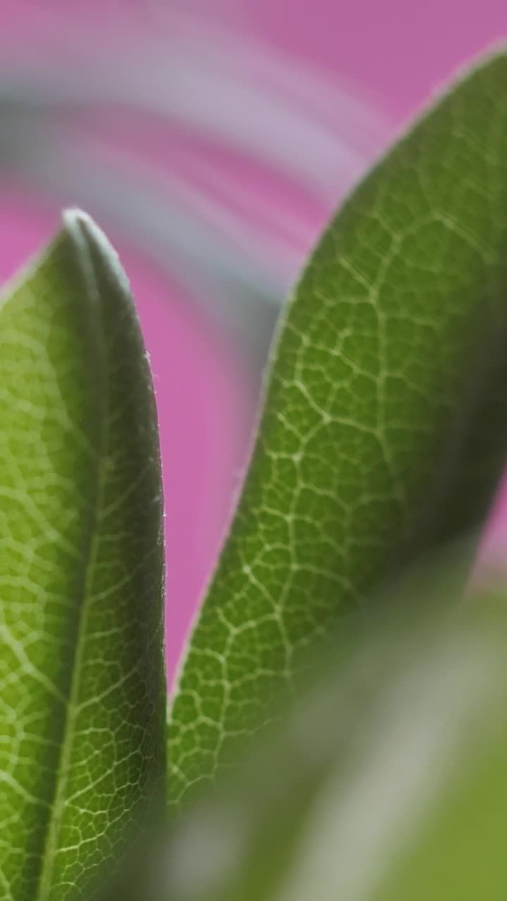 Stock Video Green Leaves In Detail View Live Wallpaper For PC