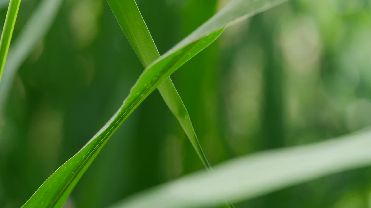 Stock Video Green Leaves Closeup Live Wallpaper For PC
