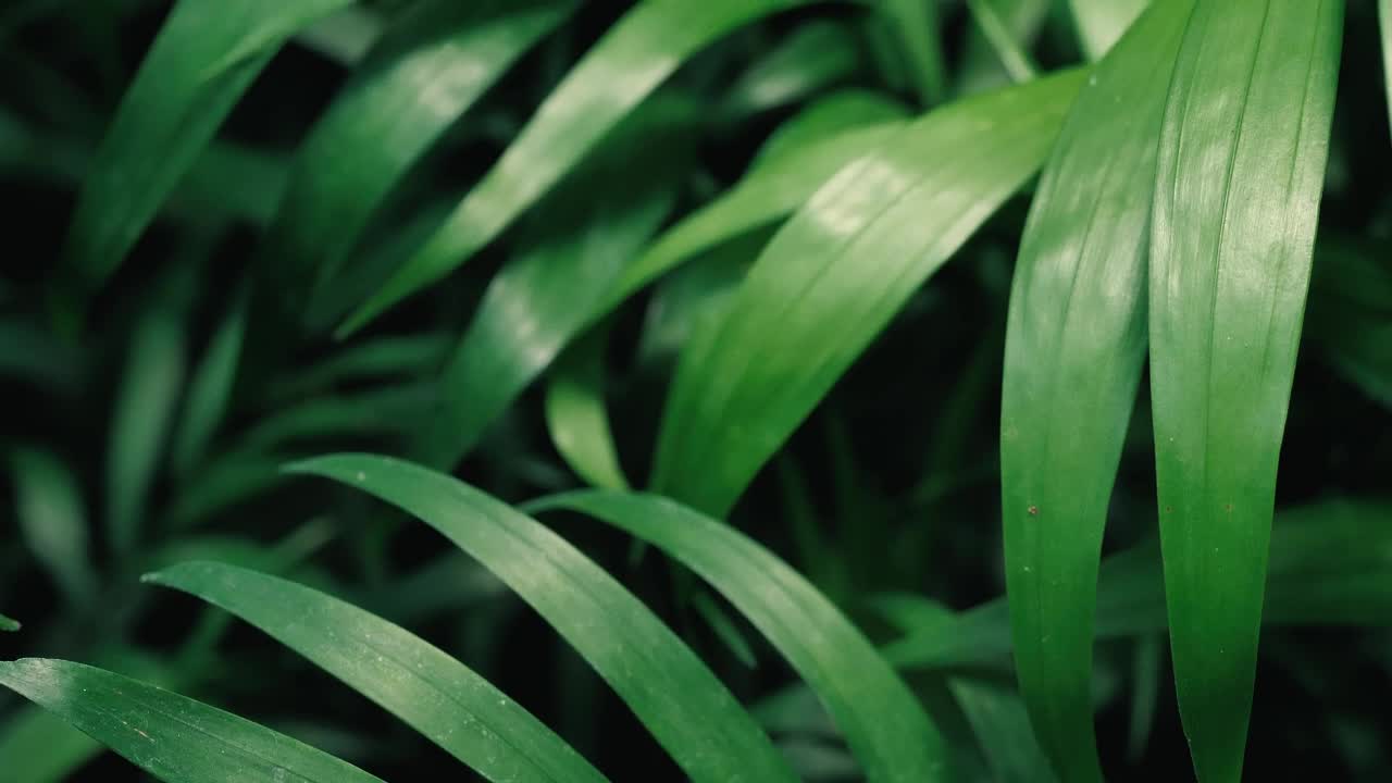 Stock Video Green Leaves Close Up Live Wallpaper For PC