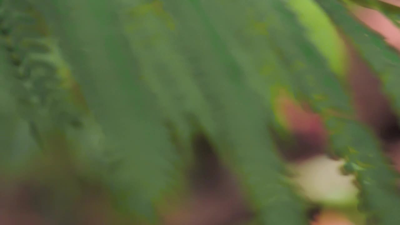 Stock Video Green Leaves Being Moved By The Wind Live Wallpaper For PC