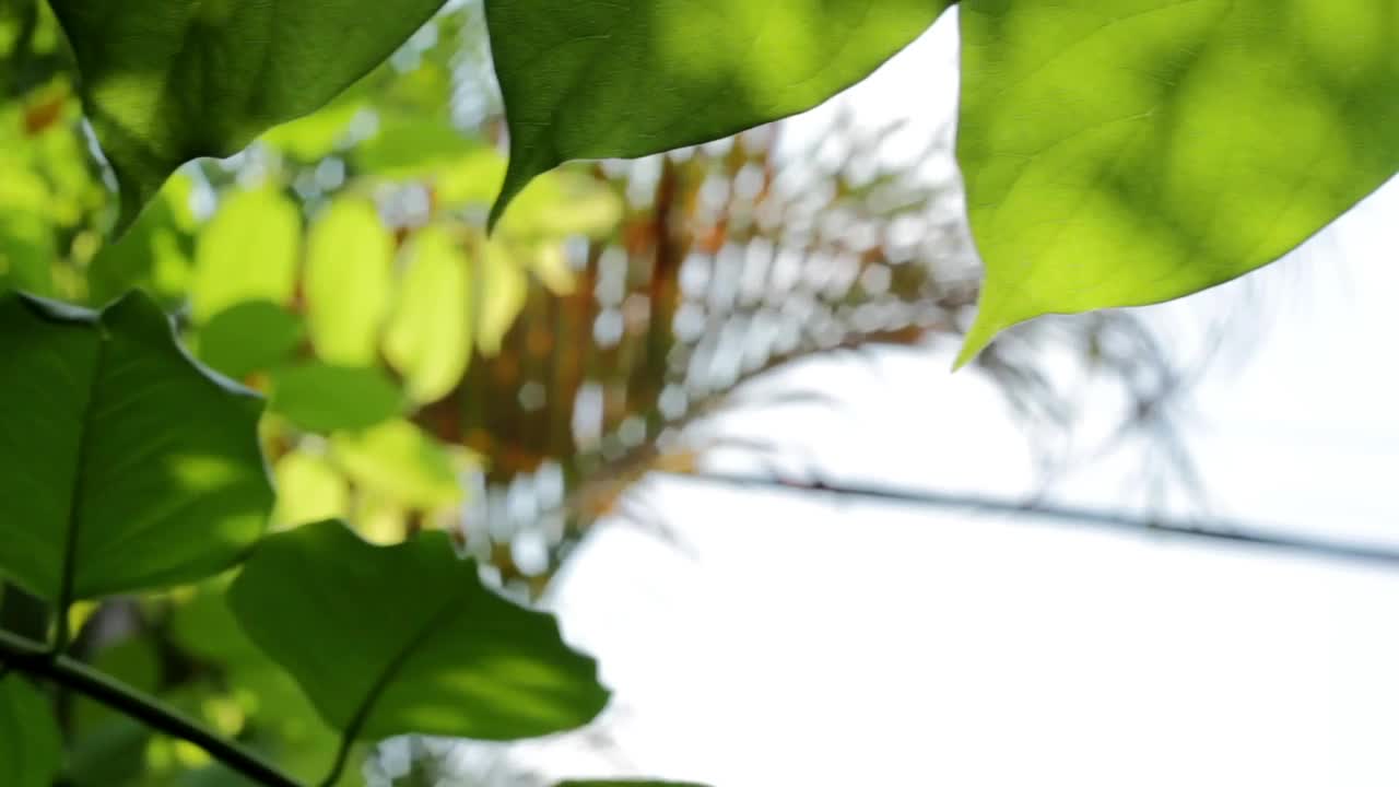 Stock Video Green Leaves And Tall Ferns Live Wallpaper For PC