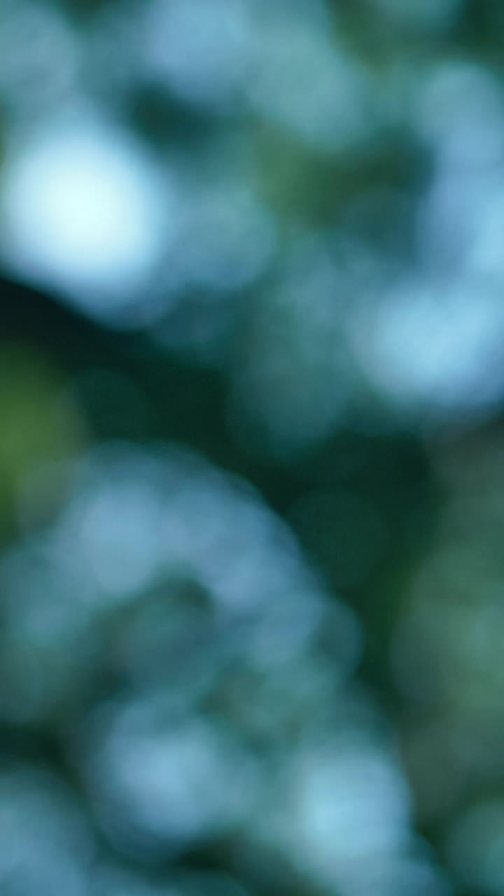 Stock Video Green Leaves And Branches Of A Tree Out Of Focus Live Wallpaper For PC