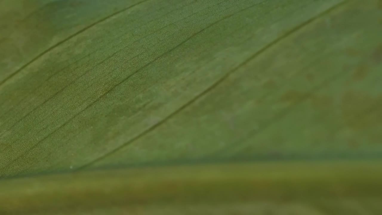 Stock Video Green Leaf Surface Macro Closeup Live Wallpaper For PC