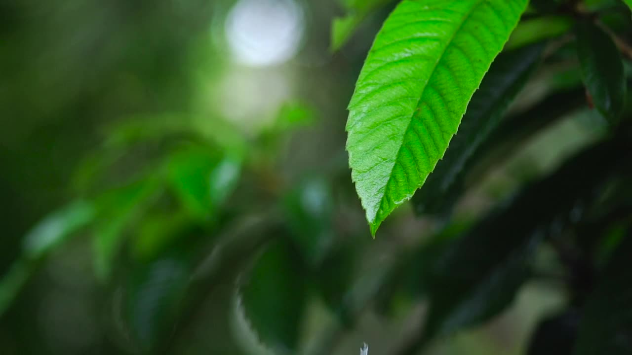 Stock Video Green Leaf Of A Tree Wet From The Rain Live Wallpaper For PC