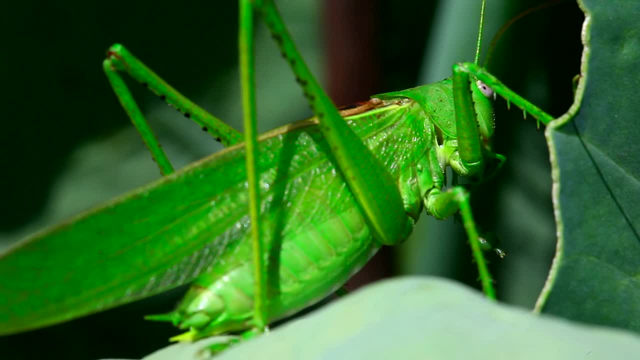 Stock Video Green Leaf Insect Standing On A Leaf Live Wallpaper For PC