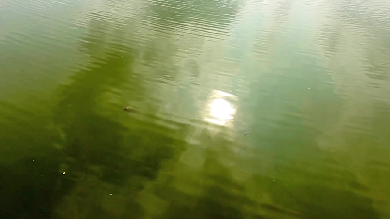Stock Video Green Lake Water Reflecting The Sun Live Wallpaper For PC