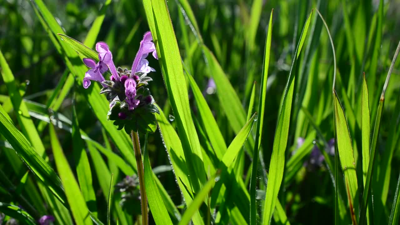 Stock Video Green Herbs With Small Purple Flowers Live Wallpaper For PC