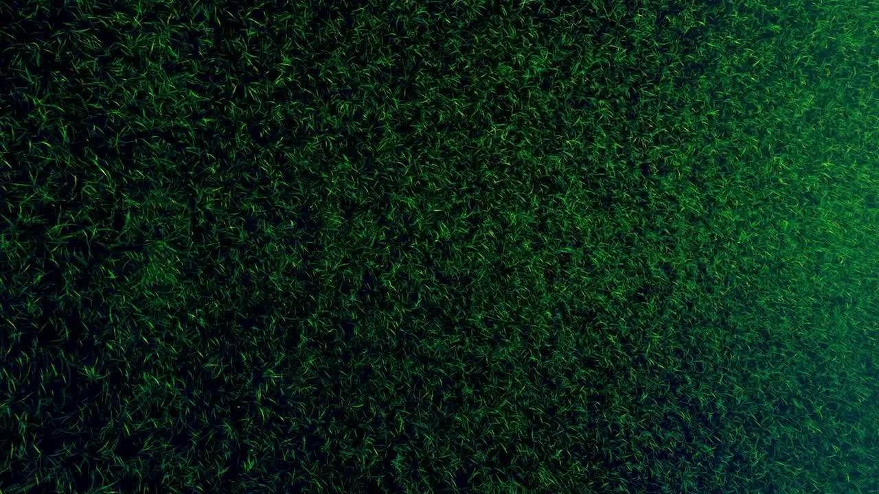 Stock Video Green Grass Texture In Motion Live Wallpaper For PC