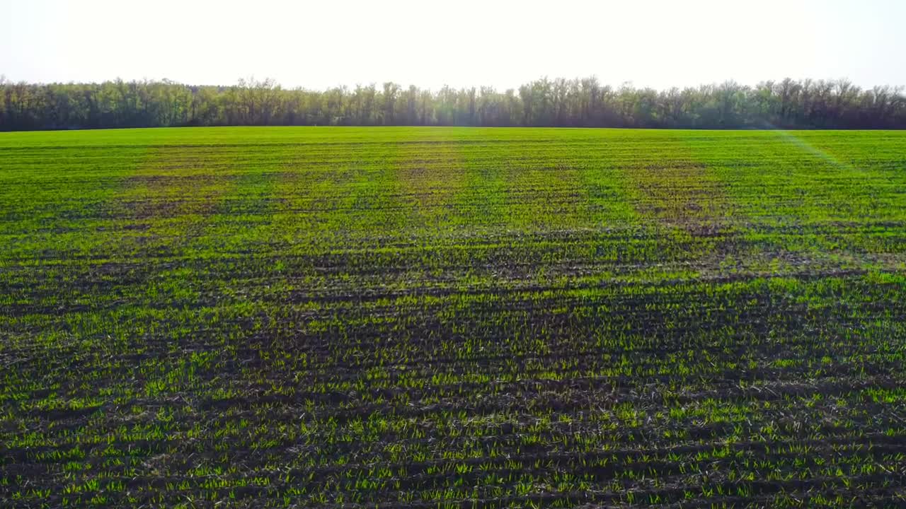 Stock Video Green Grass Meadow Aerial Shot Live Wallpaper For PC