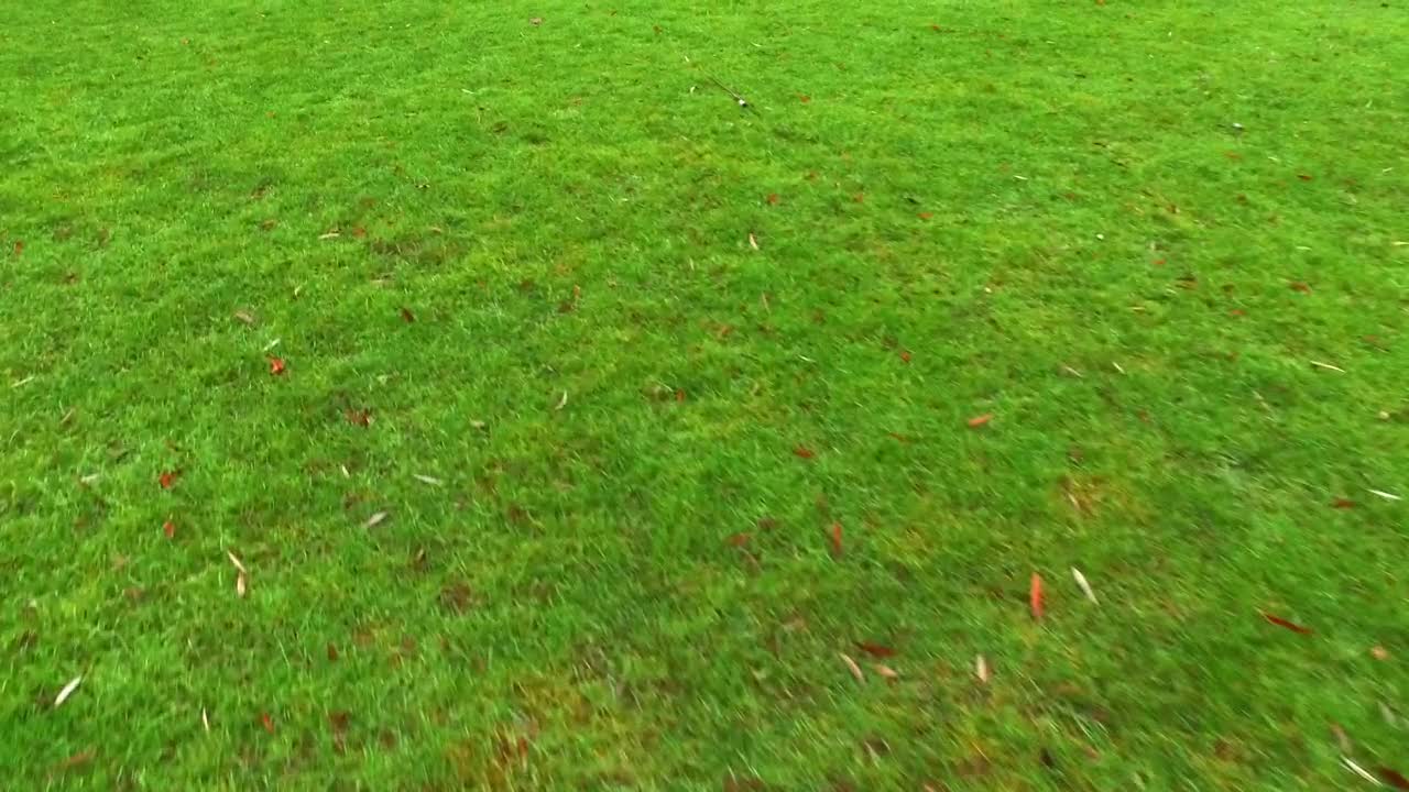 Stock Video Green Grass Ground View Live Wallpaper For PC