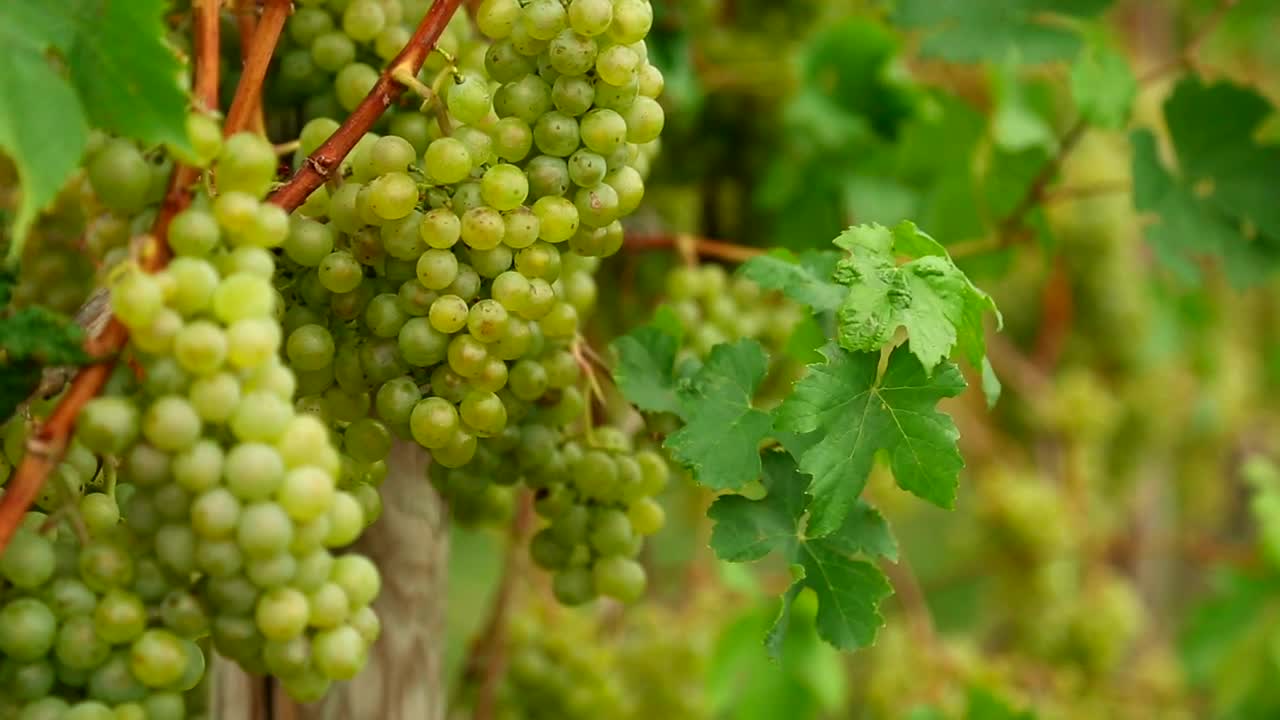 Stock Video Green Grapes Scene Live Wallpaper For PC