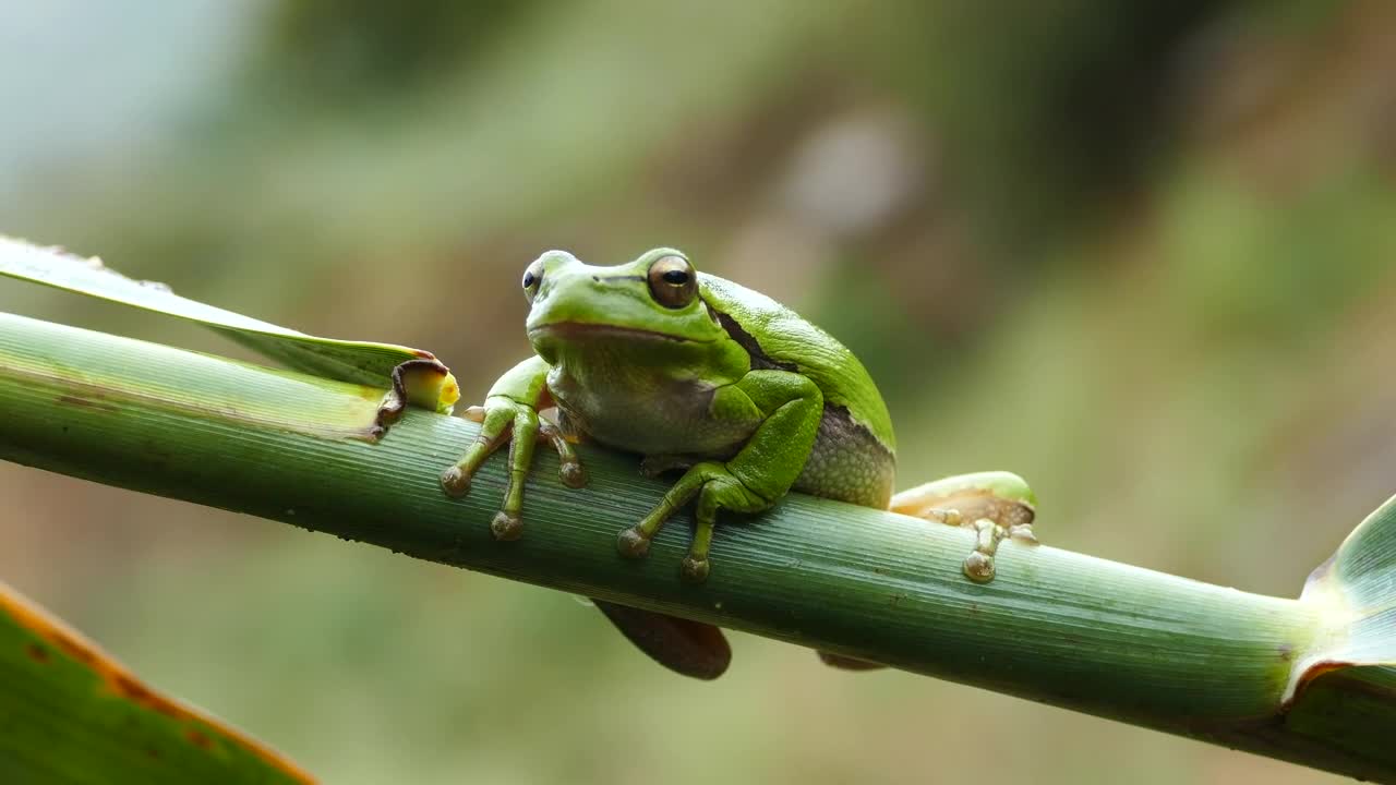 Stock Video Green Frog Resting On A Branch Live Wallpaper For PC