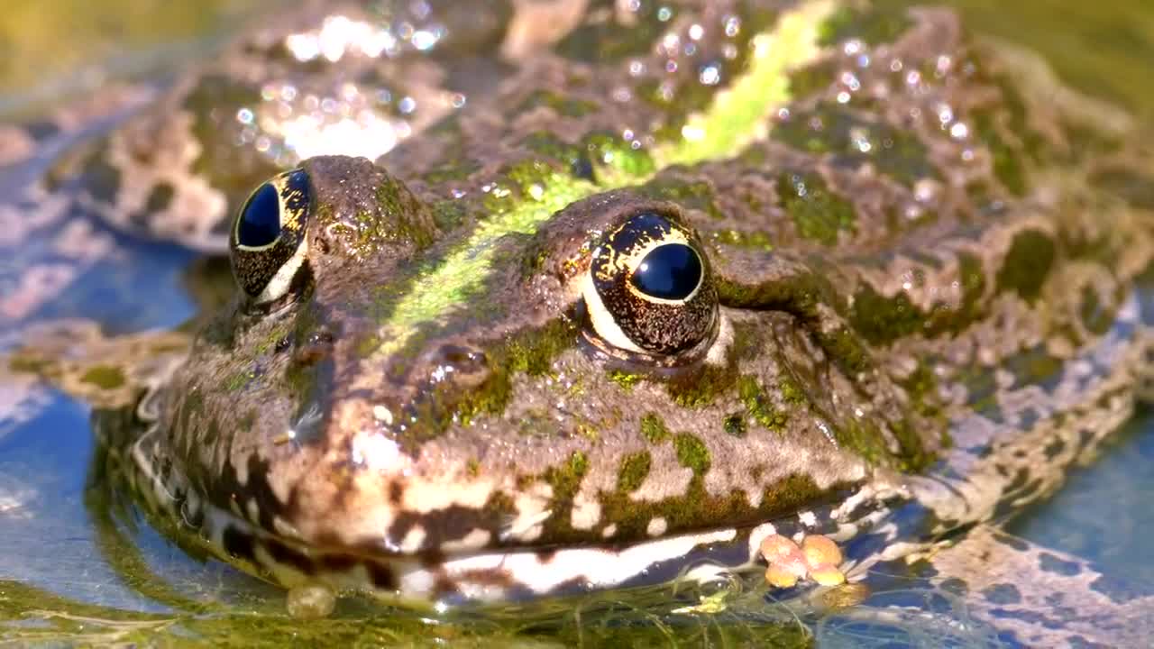 Stock Video Green Frog In The River Close Up Live Wallpaper For PC