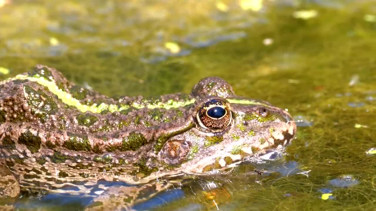 Stock Video Green Frog Blinking In The Swamp Water Live Wallpaper For PC