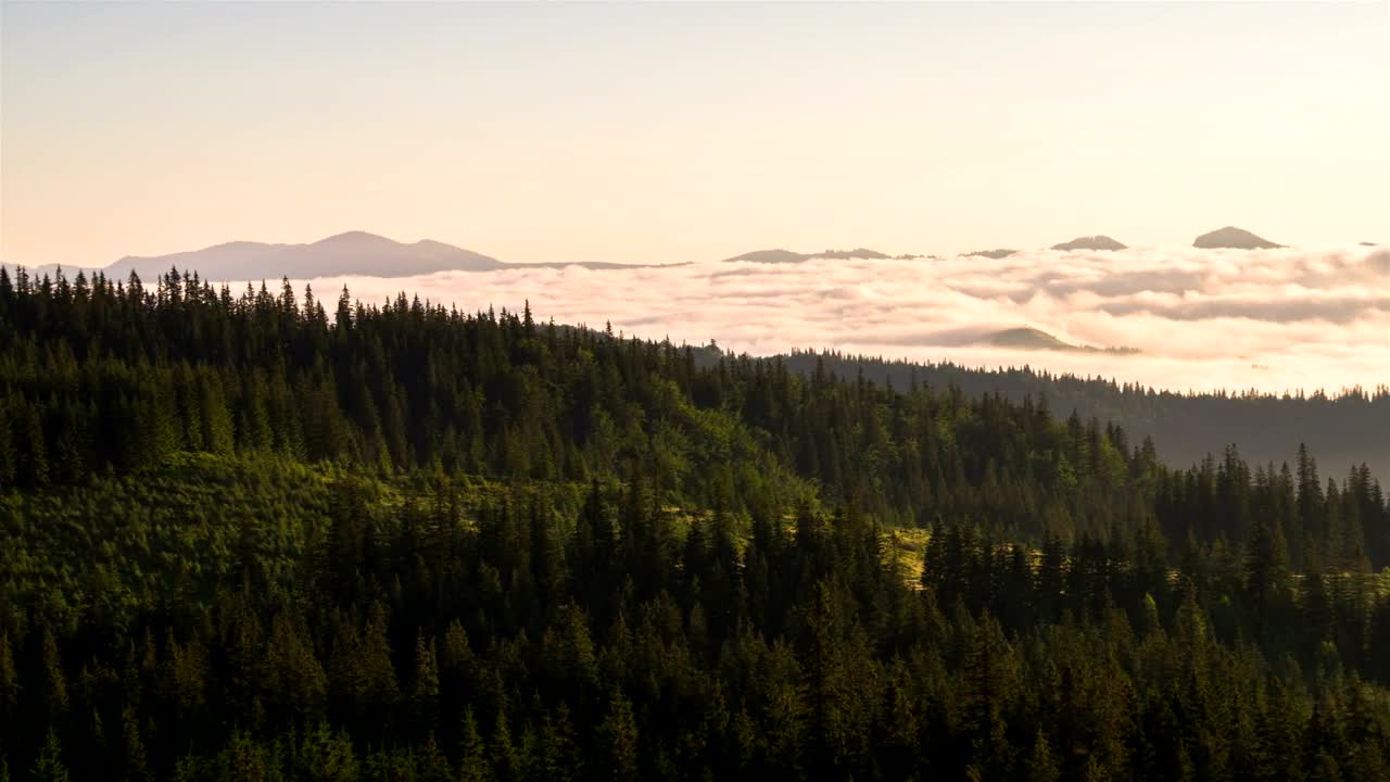 Stock Video Green Forest On A Misty Morning Live Wallpaper For PC