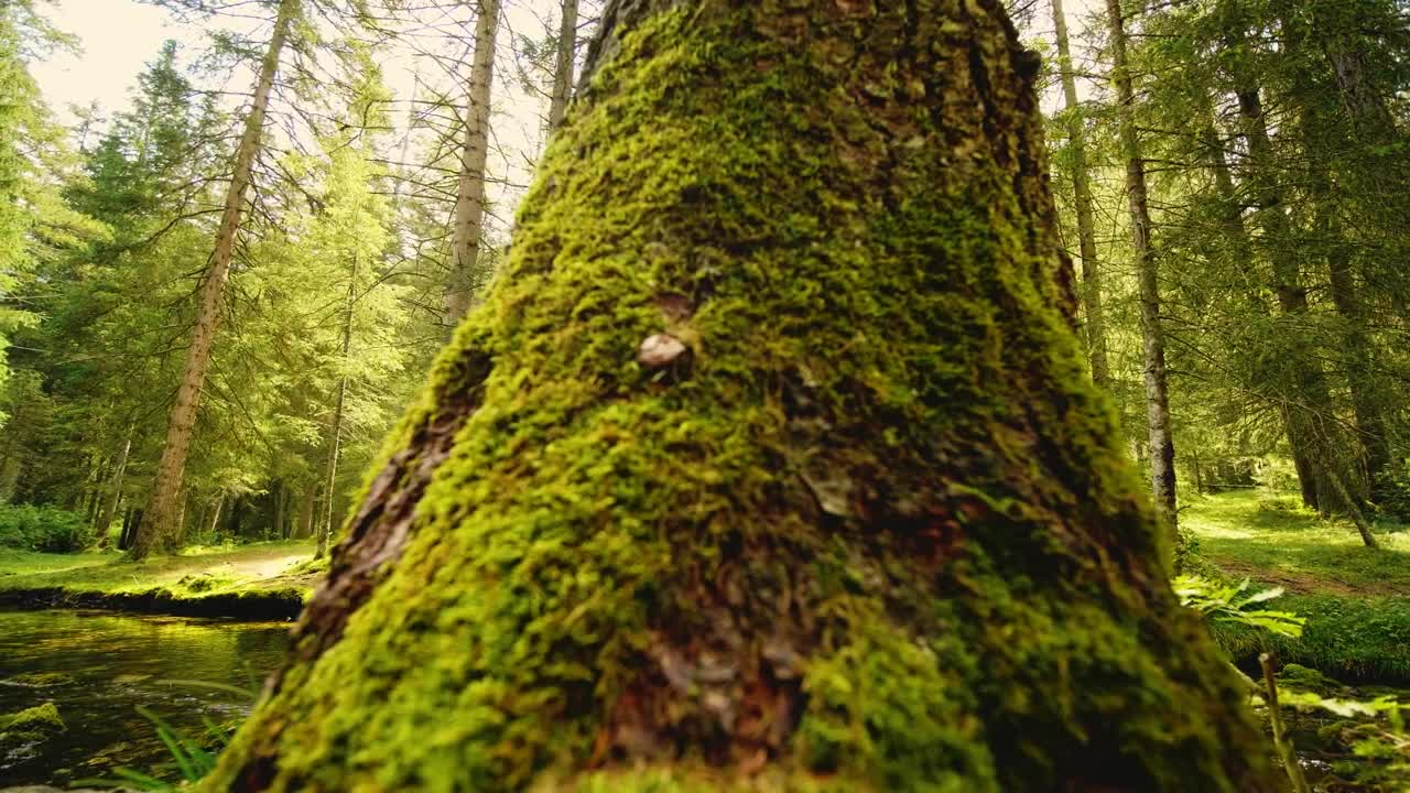 Stock Video Green Forest In Spring With A River In It Live Wallpaper For PC