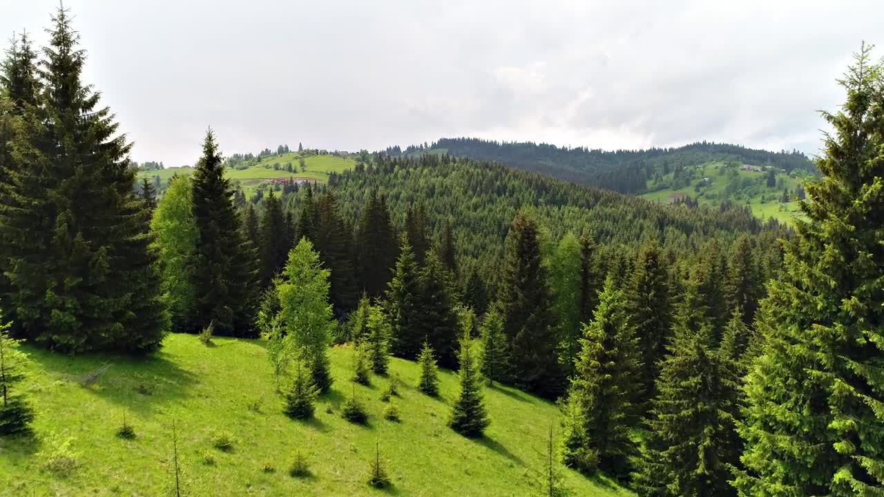 Stock Video Green Forest In Spring Full Of Pines Live Wallpaper For PC