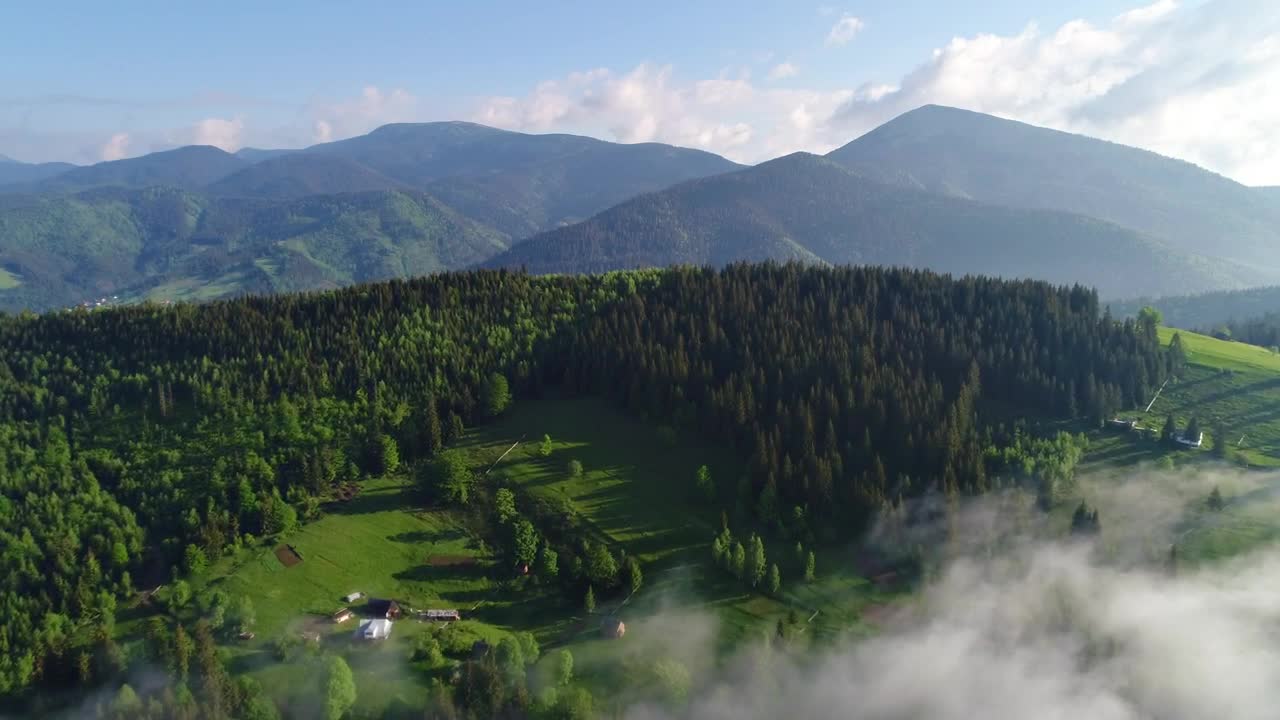 Stock Video Green Forest Full Of Pine Trees In Spring Live Wallpaper For PC