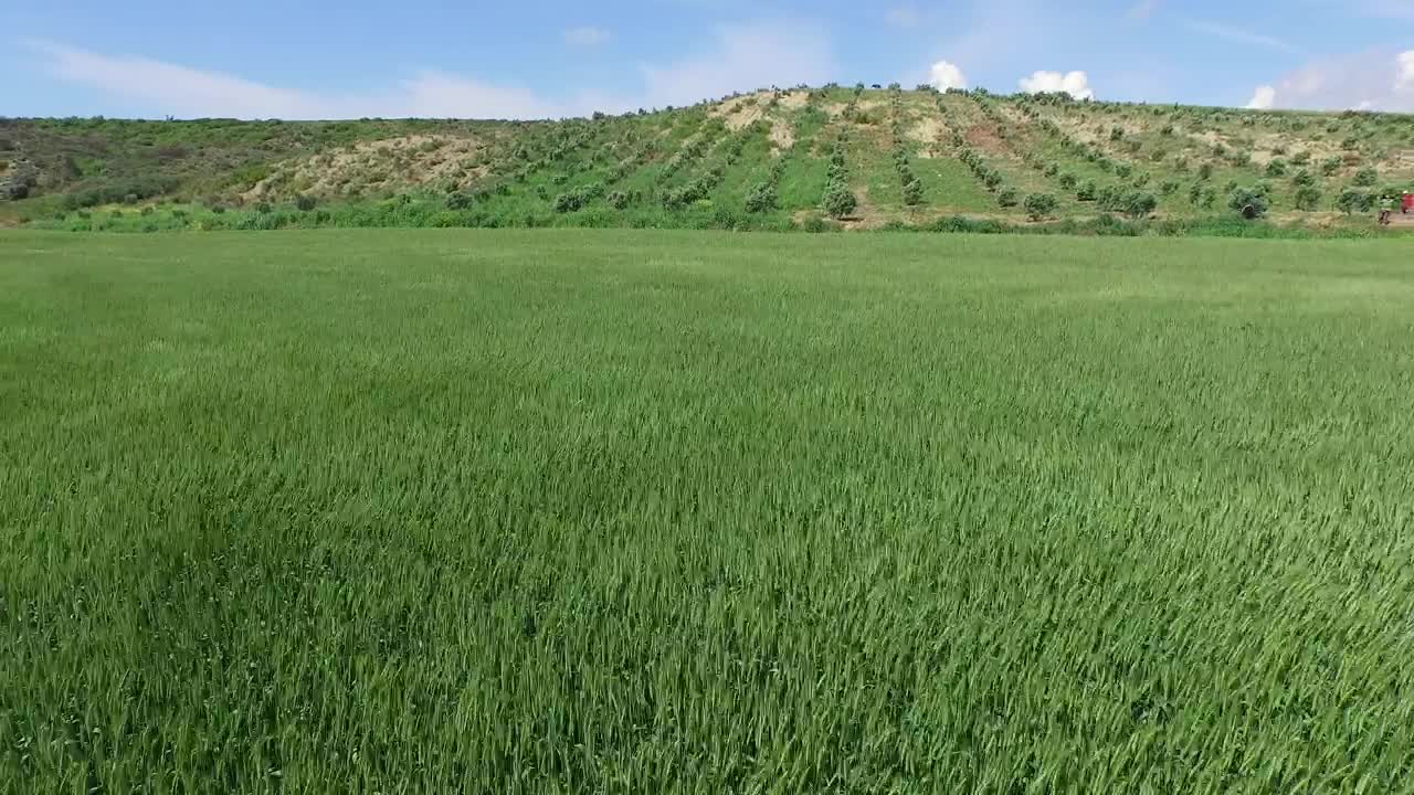 Stock Video Green Fields Waving With The Wind Live Wallpaper For PC