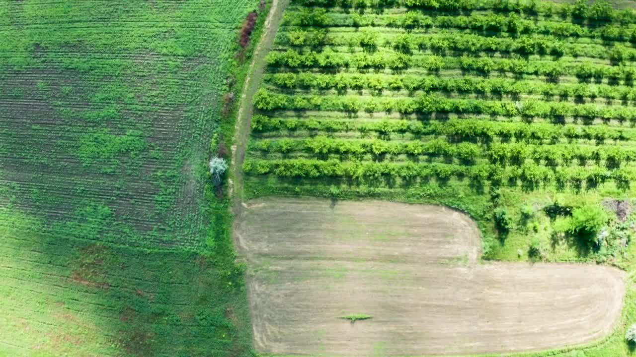 Stock Video Green Fields And Small Trees Live Wallpaper For PC