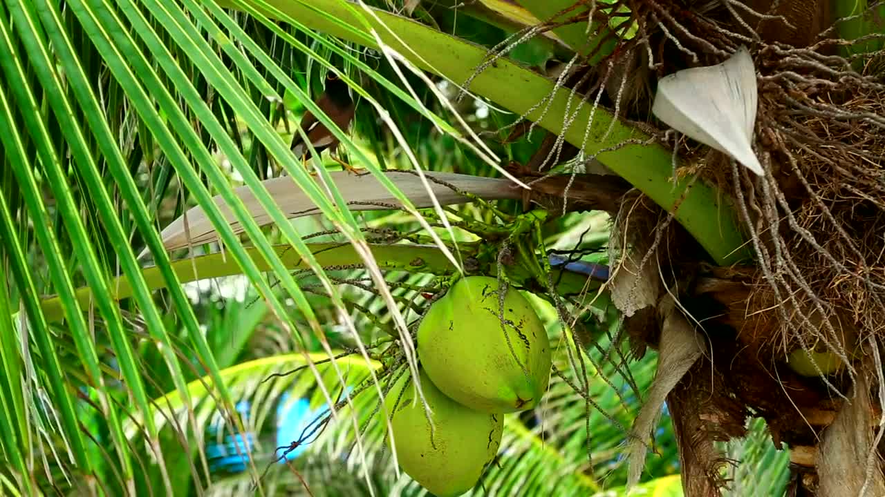 Stock Video Green Coconut Hanging On Palm Live Wallpaper For PC