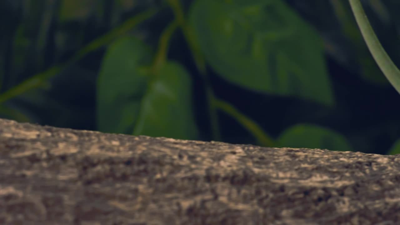 Stock Video Green Chameleon Standing On A Log Live Wallpaper For PC