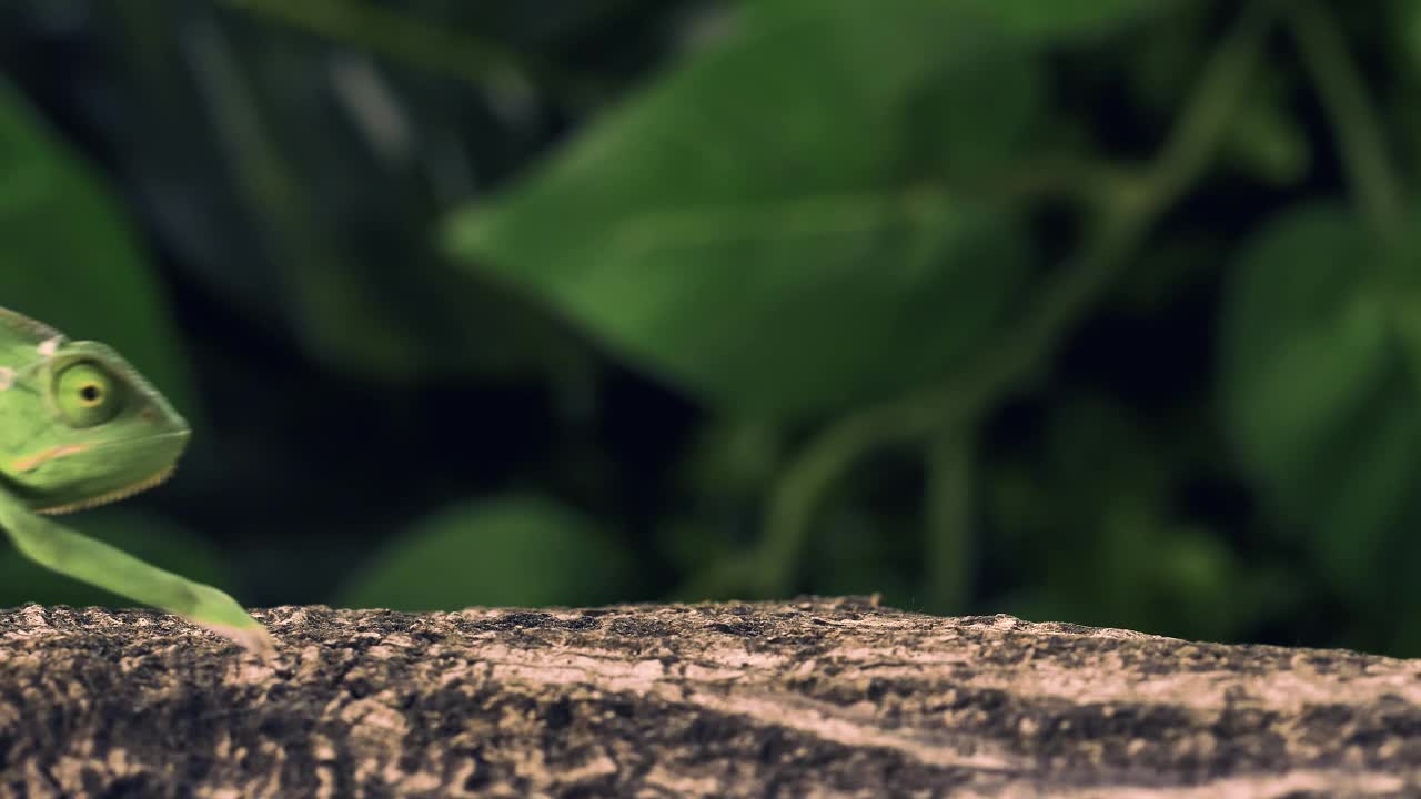 Stock Video Green Chameleon Walking Over A Log Live Wallpaper For PC
