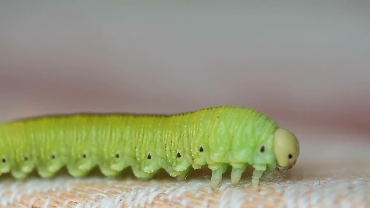 Stock Video Green Caterpillar Crawling Live Wallpaper For PC