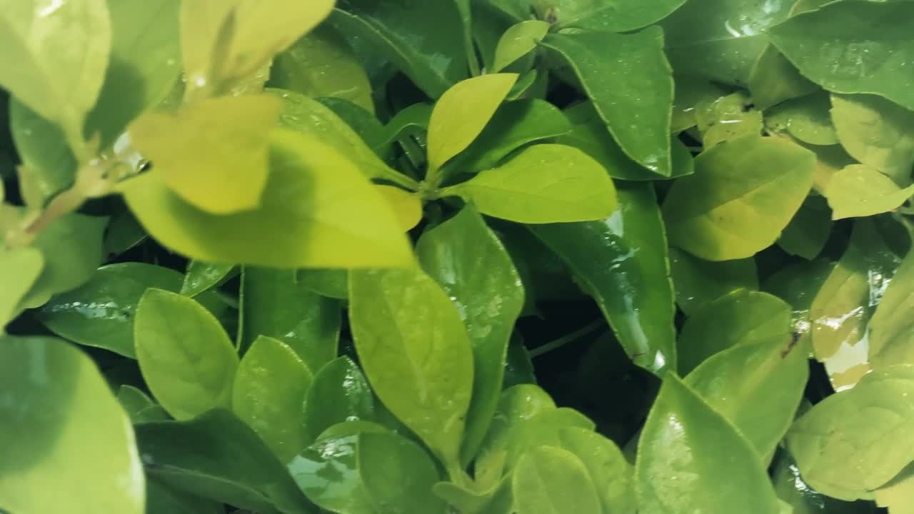 Stock Video Green Branches And Leaves Live Wallpaper For PC
