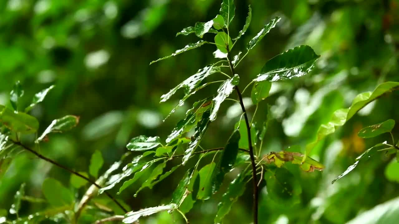 Stock Video Green Branch Under The Rain Live Wallpaper For PC