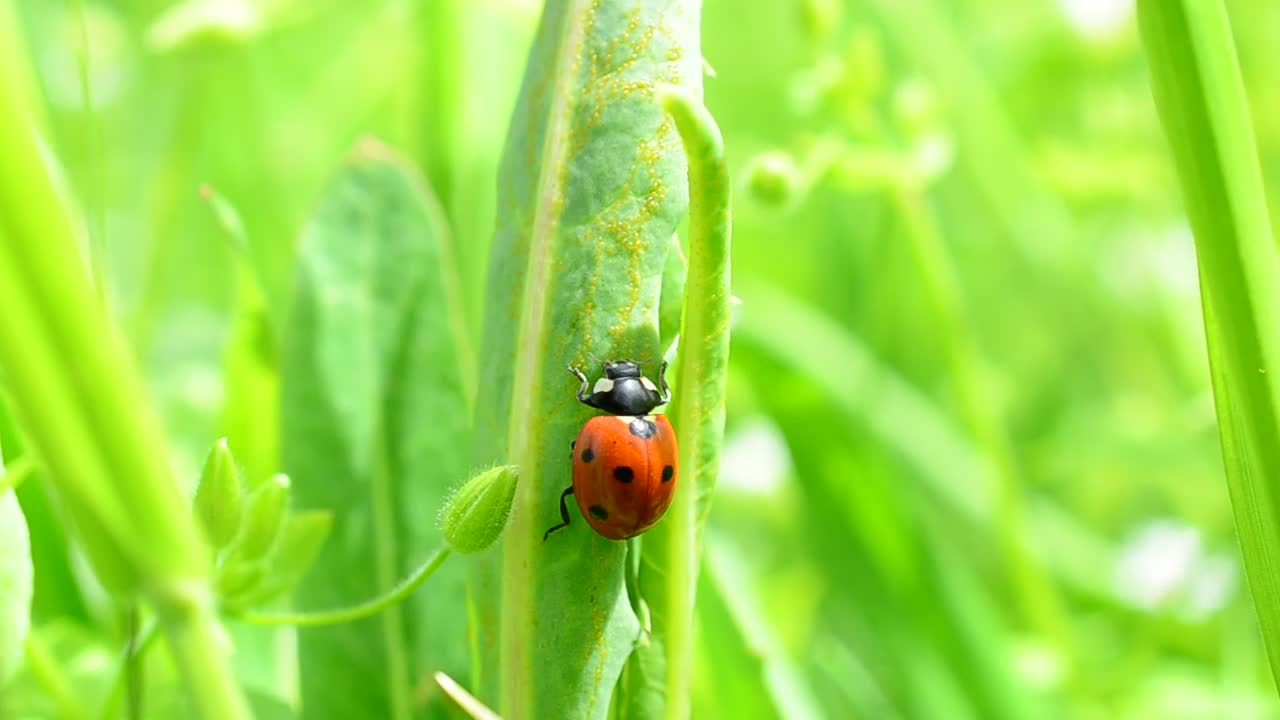 Stock Video Green Boils While A Ladybug Crawls Up Them Live Wallpaper For PC