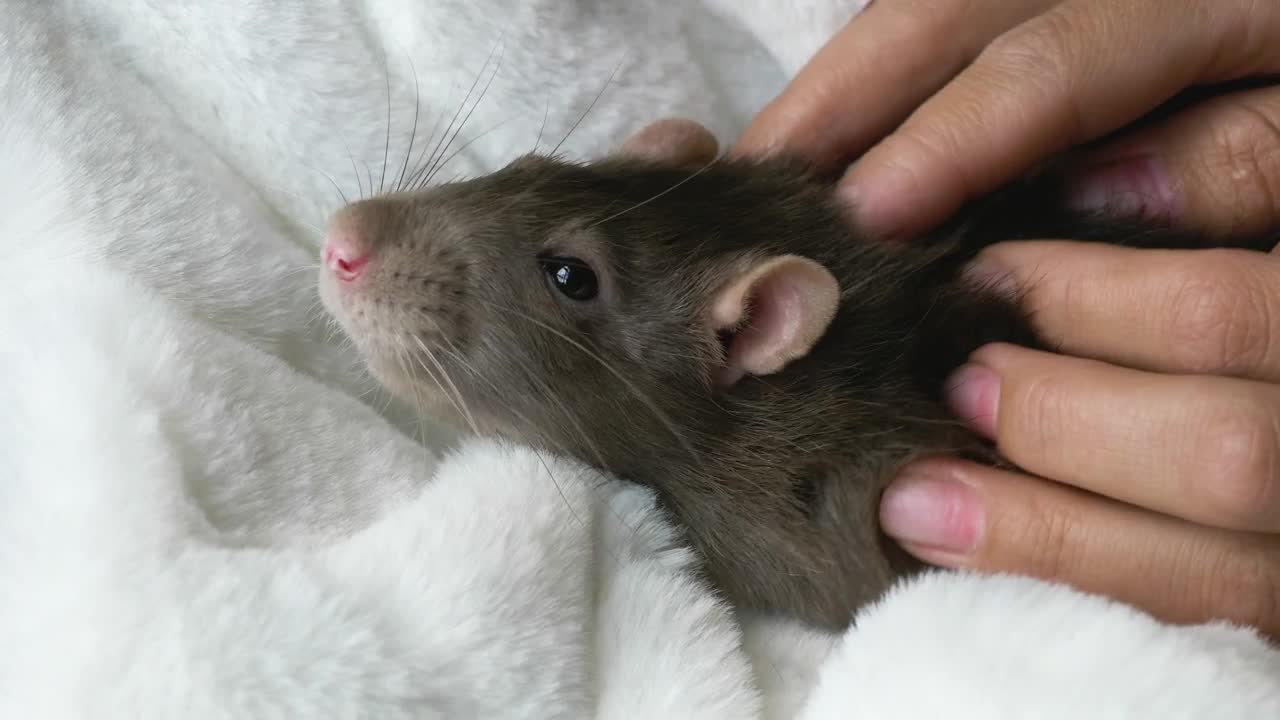 Stock Video Gray Rat Receiving A Massage Live Wallpaper For PC