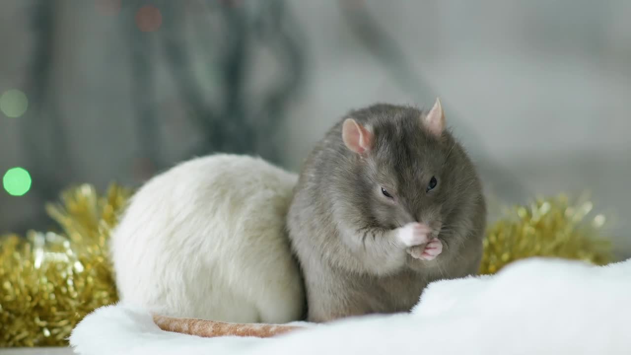 Stock Video Gray And White Rat Live Wallpaper For PC
