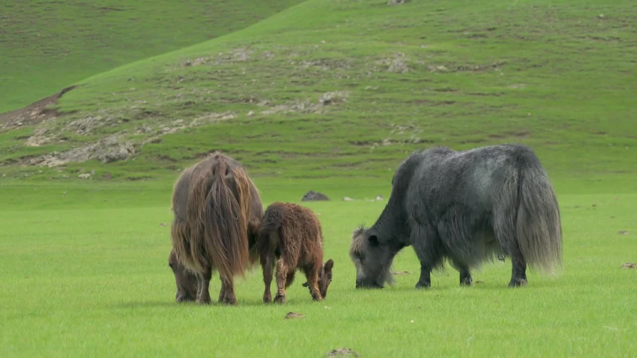 Stock Video Gray And Brown Yaks Grazing In The Grassland Live Wallpaper For PC