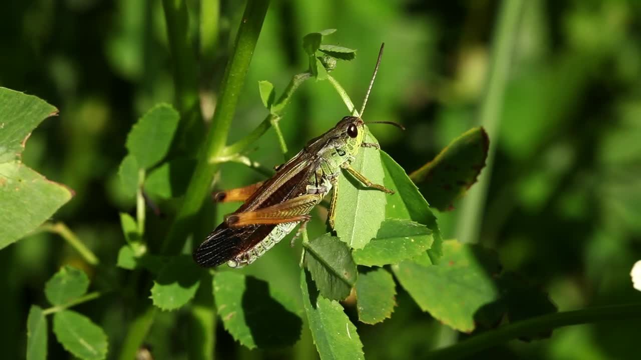 Stock Video Grasshopper On A Plant Leaf Live Wallpaper For PC