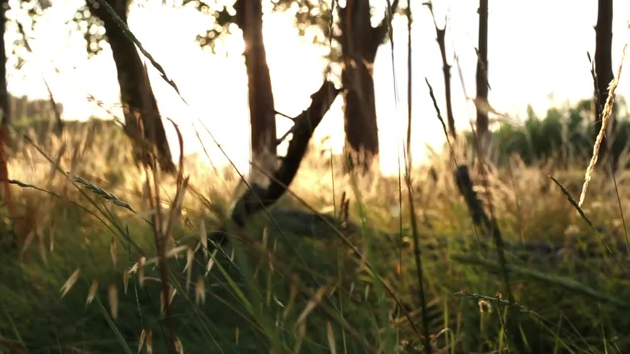 Stock Video Grass Of A Forest With Solar Flare Live Wallpaper For PC