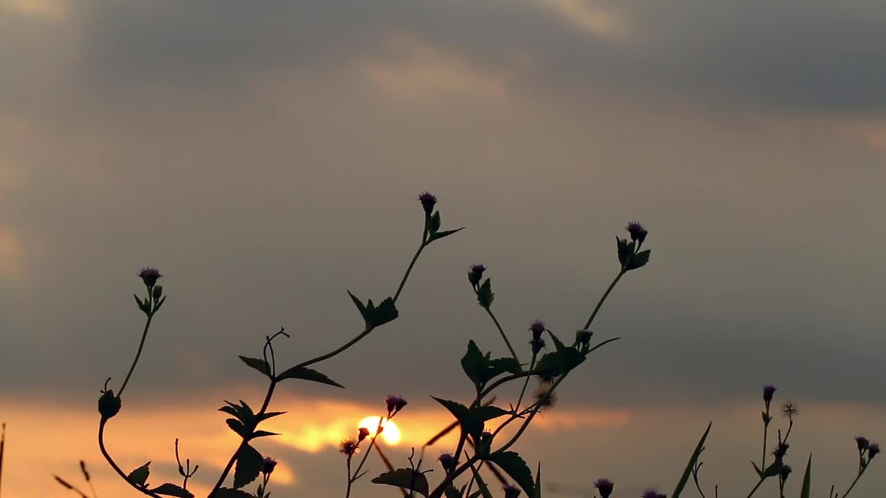 Stock Video Grass Silhouetted Against The Sunset Live Wallpaper For PC