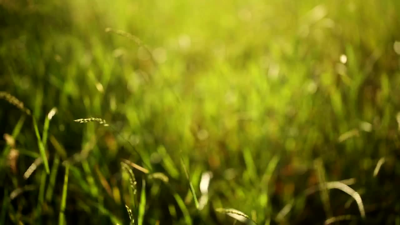 Stock Video Grass Moved By The Wind Live Wallpaper For PC
